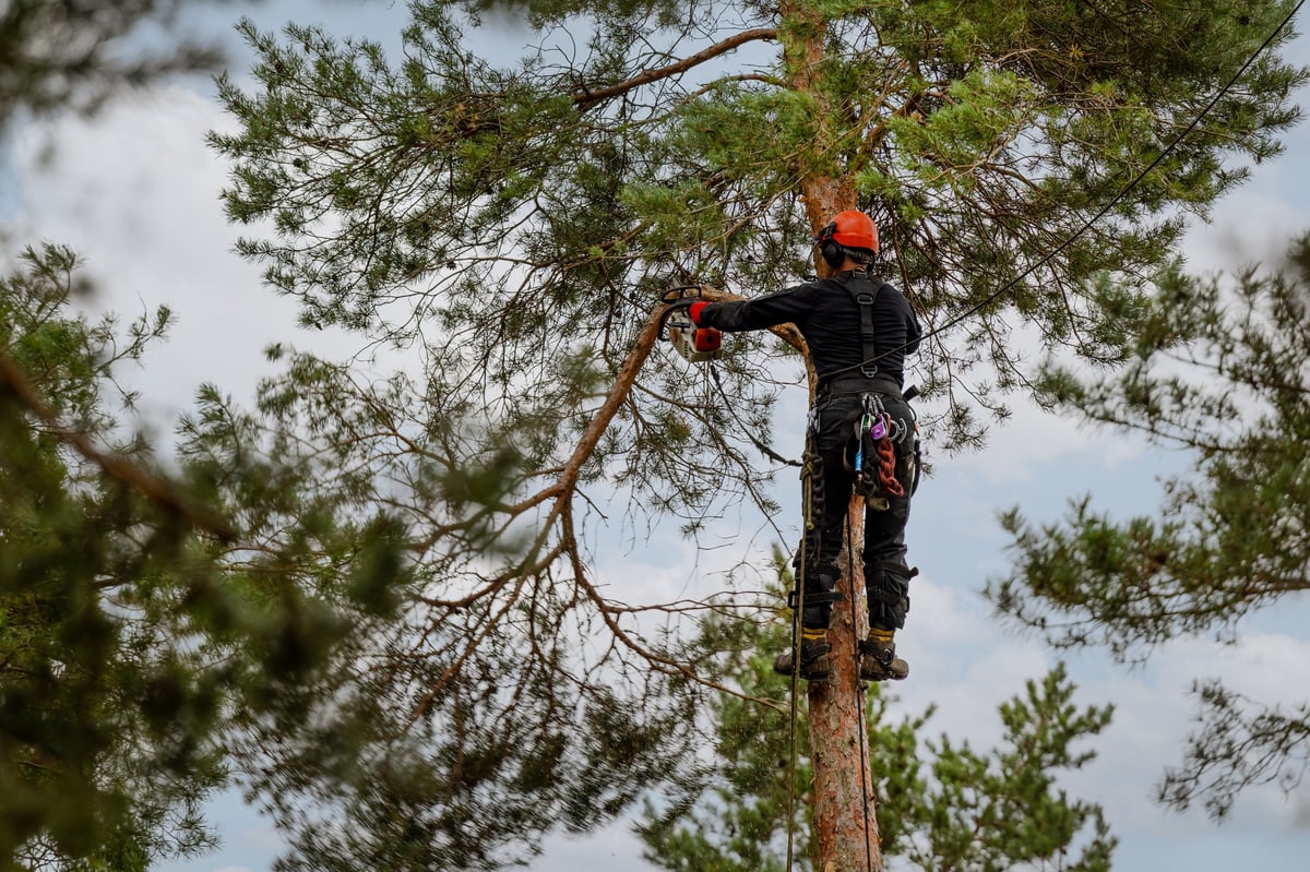 Professional arborist cutting pine tree branches with chainsaw, hazardous tree removal service